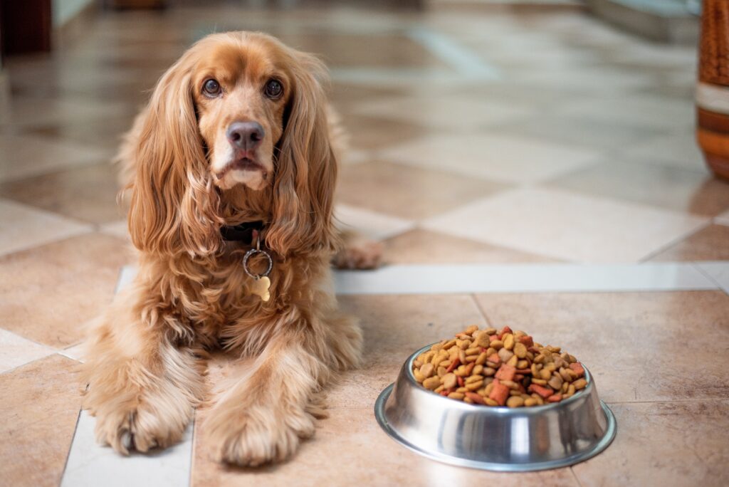 Dog eating his food with ease